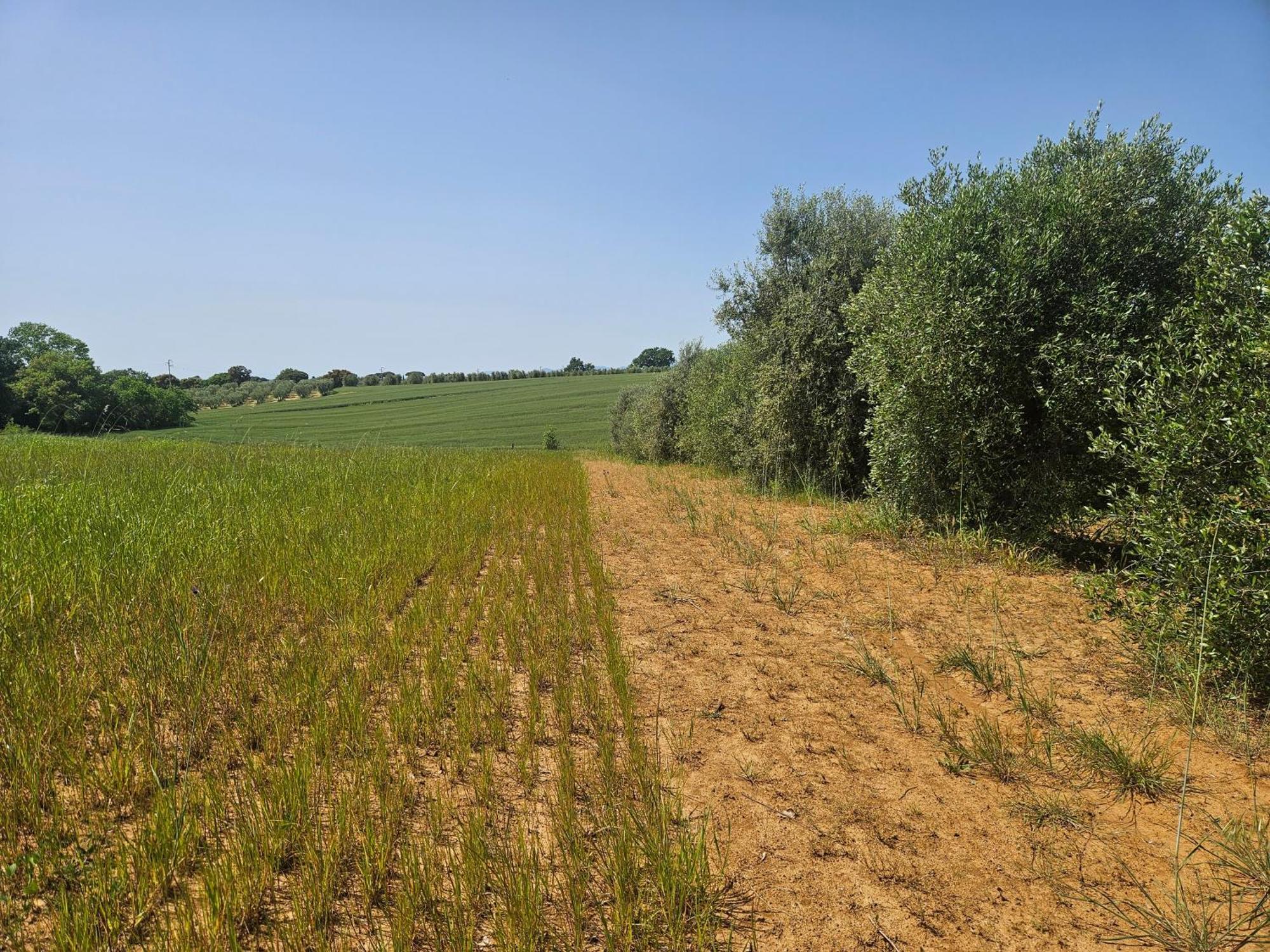 رسبيشا Agriturismo Il Migliarino المظهر الخارجي الصورة